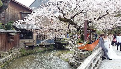 Shirakawa Canal Cherry Blossom Season