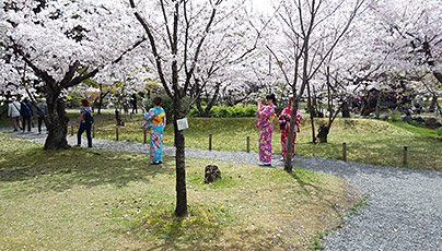 Shosei-en Garden Cherry Blossom Season