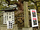 800 Year Old Camphor Tree Shoren-in Temple