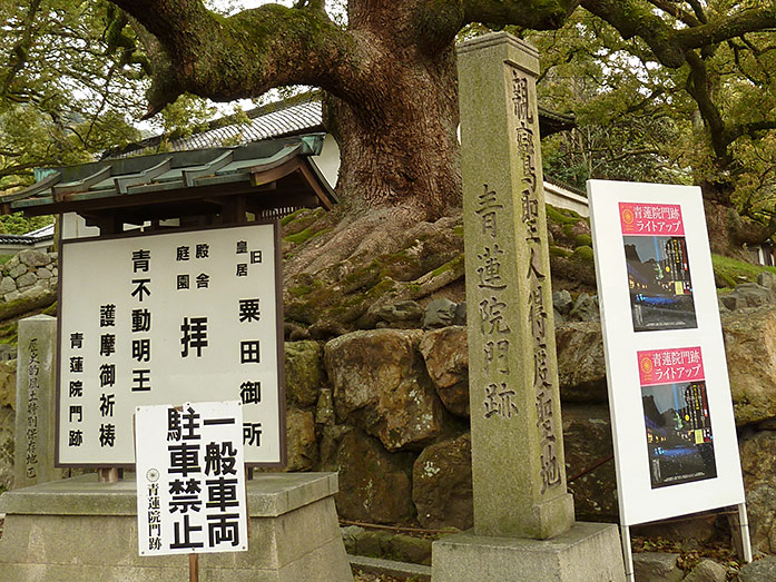 800 Year Old Camphor Tree Shoren-in Temple