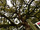 800 Year Old Camphor Tree Shoren-in Temple