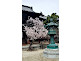Cherry Blossom and Lantern (Toro) at Chionji Temple in Kyoto