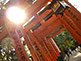 Sunshine at Fushimi Inari-Taisha Shrine in Kyoto