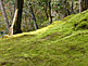 Ginkaku-ji Temple Moos Garden in Kyoto