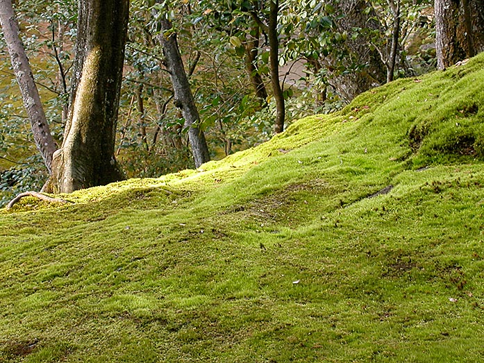 Ginkaku-ji Temple Moos Garden in Kyoto