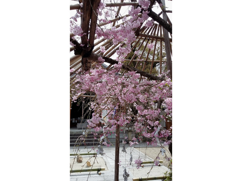 Cherry Blossom at Hojuji Temple in Kyoto