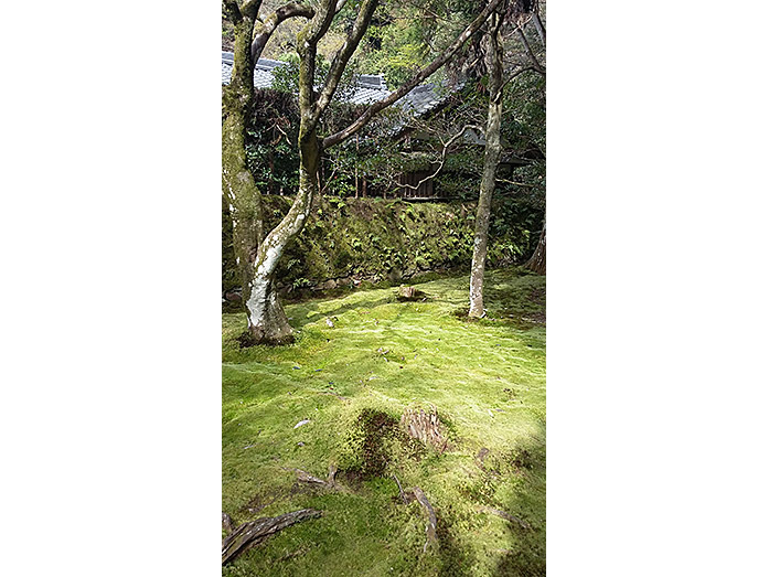 Moss Garden at Honen-in Temple in Kyoto