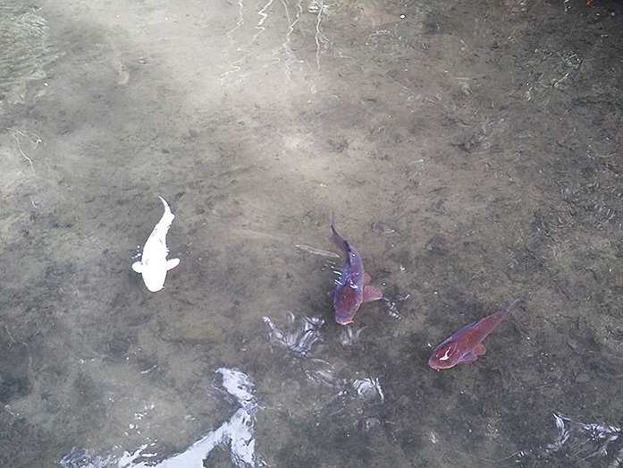 Pond at Honen-in Temple in Kyoto