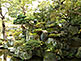 Kyoto Imperial Palace Garden