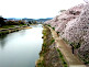 Kamogawa River Cherry Blossom Season in Kyoto