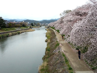 Kamogawa River Cherry Blossom Season in Kyoto