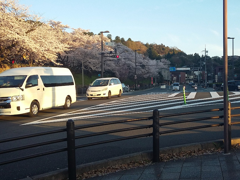 Keage Incline Cherry Blossom (Left Side) in Kyoto