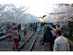 Keage Incline Cherry Blossom in Kyoto