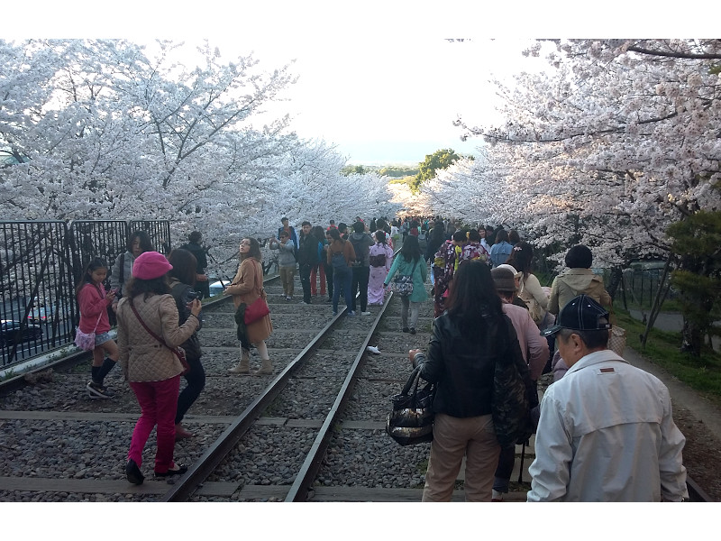 Keage Incline Cherry Blossom in Kyoto