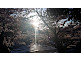 Keage Incline Cherry Blossom in Kyoto