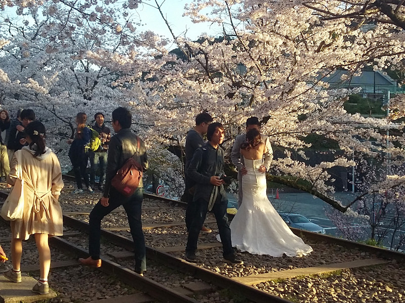 Keage Incline Cherry Blossom Wedding in Kyoto