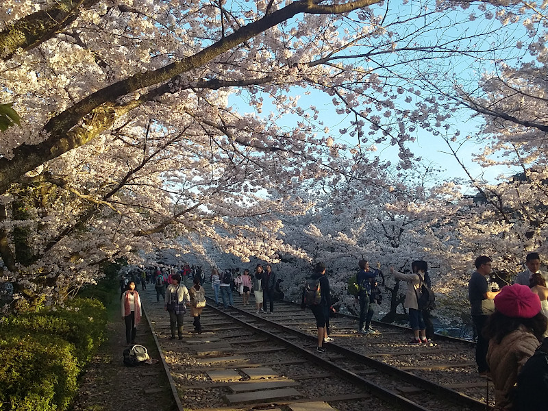 Keage Incline Cherry Blossom in Kyoto