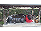 Bull Statue, Kitano Tenmangu Shrine in Kyoto