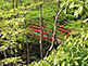 Uguisu-bashi Bridge, Odoi Area of Kitano Tenmangu Shrine in Kyoto