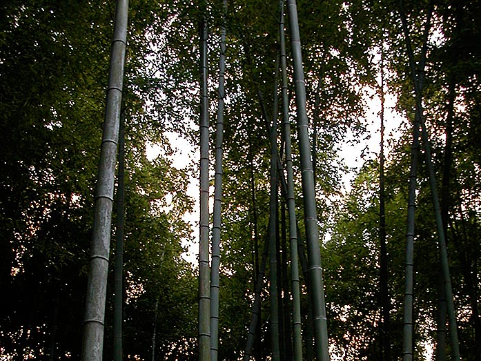 Bamboo Grove Kodaiji Temple in Kyoto