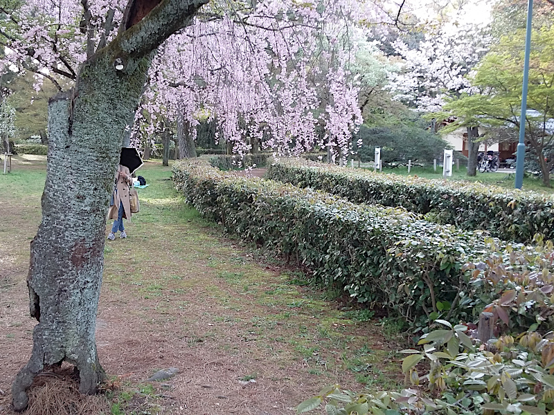 Kyoto Gyoen National Garden