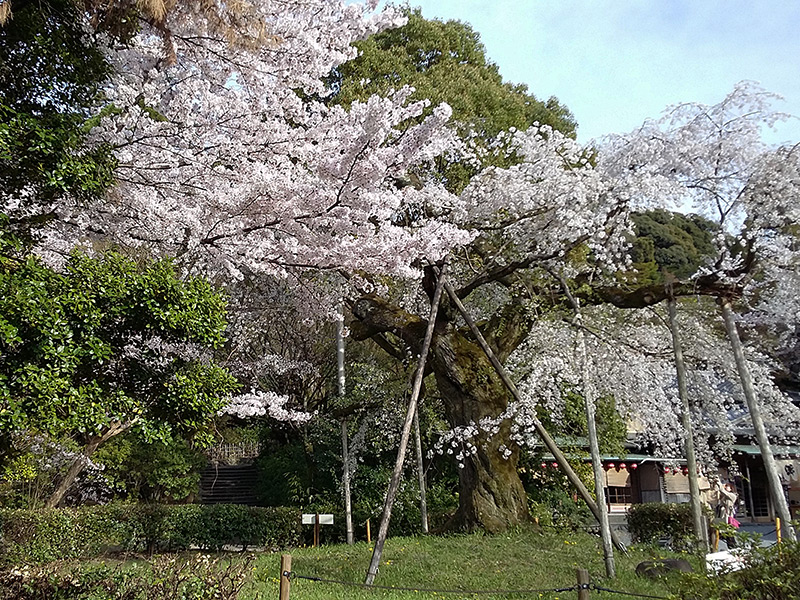 Maruyama Park Cherry Blossom in Kyoto