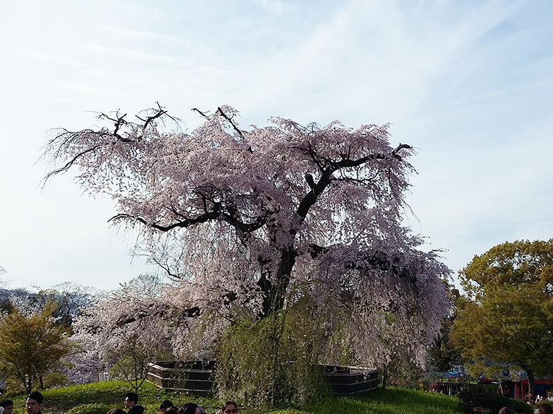 Famous Shidarezakura in Maruyama Park in Kyoto