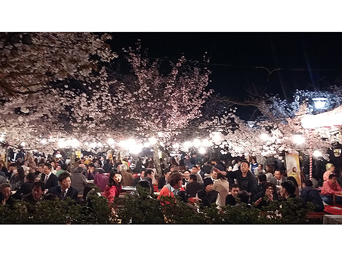 Maruyama Park Cherry Blossom Season Hanami Party in Kyoto