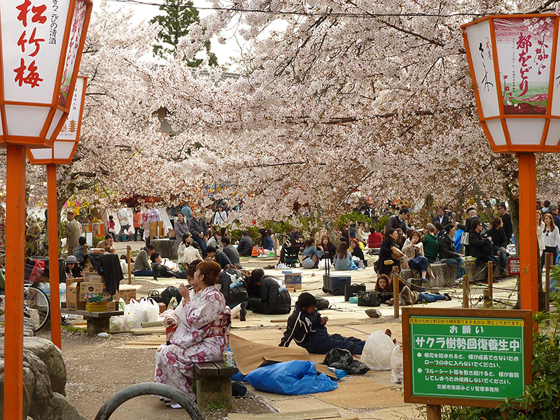 Maruyama Park Hanami Party in Kyoto