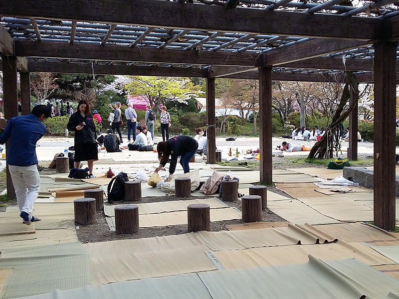 Maruyama Park Hanami Party Preparation in Kyoto