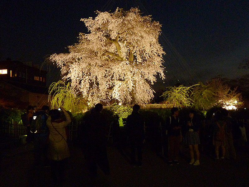 Shidarezakura Illumination Maruyama Park in Kyoto