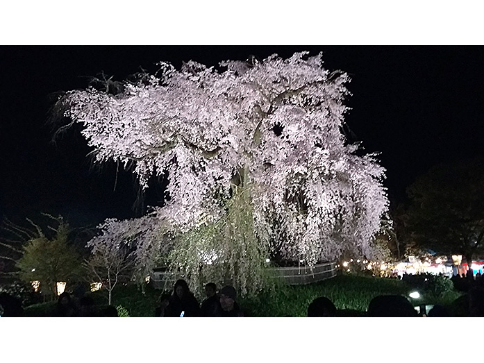 Shidarezakura Illumination Maruyama Park in Kyoto