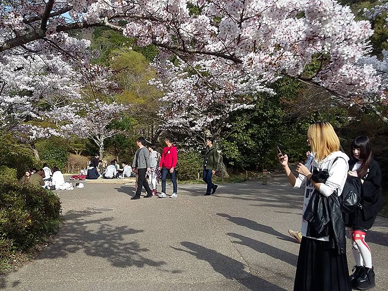 Maruyama Park Cherry Blossom Season in Kyoto
