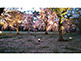 Seiryuen Garden Cherry Blossom Nijo Castle