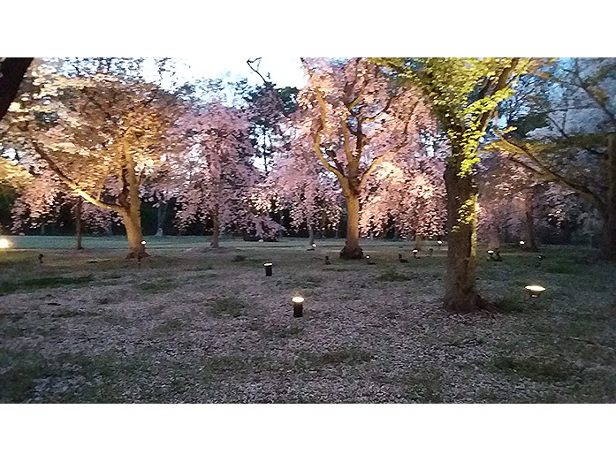 Seiryuen Garden Cherry Blossom Nijo Castle