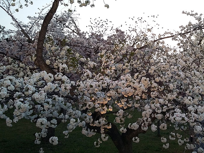 Cherry Blossom Nijo Castle in Kyoto