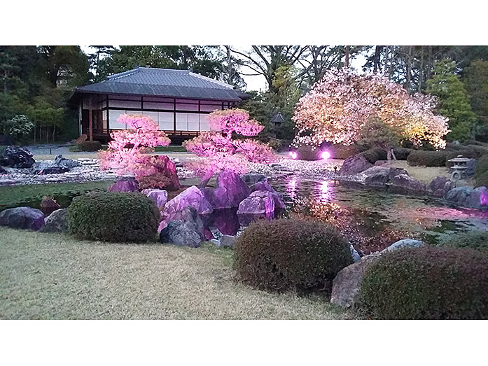 Seiryuen Garden Cherry Blossom Nijo Castle