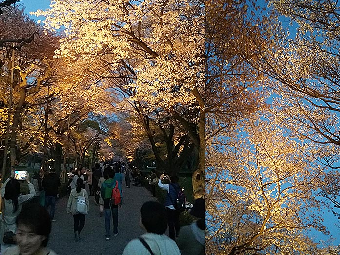 Seiryuen Garden Cherry Blossom Illumination Nijo Castle