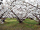 Omura-sakura Trees With Five-Storied Pagoda
