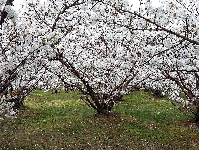 Omura-sakura Trees With Five-Storied Pagoda