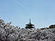 Omura-sakura Trees With Five-Storied Pagoda, Ninnaji Temple in Kyoto