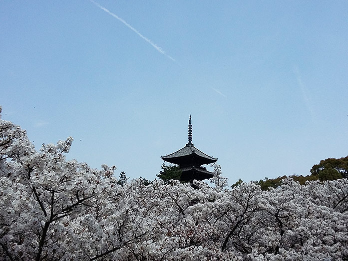Omura-sakura Trees With Five-Storied Pagoda