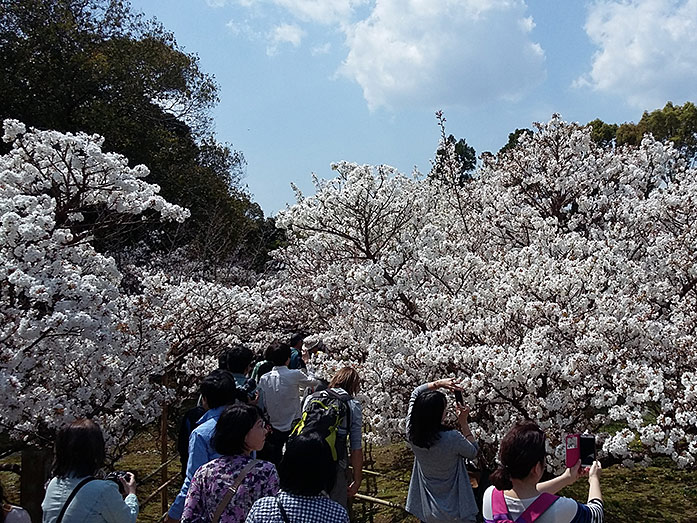 Omura-sakura Trees Ninnaji Temple
