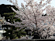 Path to Cemetery of Otani Sobyo during Cherry Blossom Season