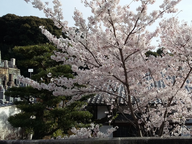 Path to Cemetery of Otani Sobyo during Cherry Blossom Season