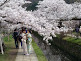 Philosopher's Path Woman Wearing Kimonos