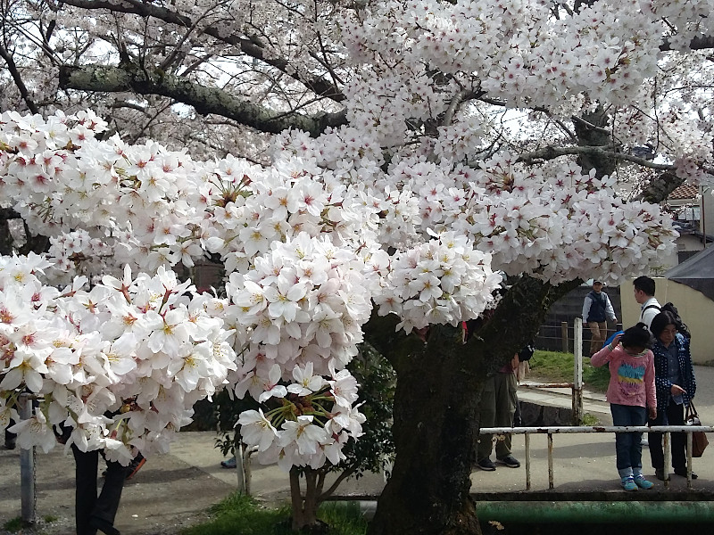 Philosopher's Walk Cherry Blossom In Kyoto