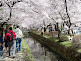 Philosopher's Path Cherry Blossom in Kyoto