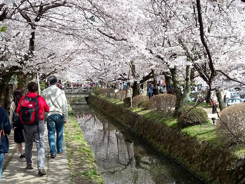 Philosopher's Walk Cherry Blossom In Kyoto