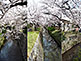 Philosopher's Path in Kyoto